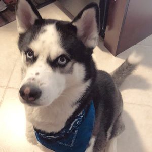 Meet your Posher, Adi